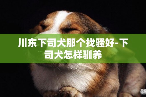 川東下司犬那個找騷好-下司犬怎樣馴養