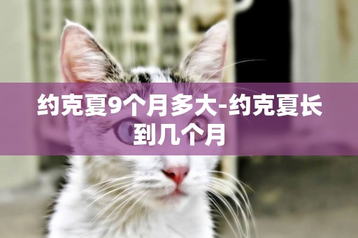 約克夏9個月多大-約克夏長到幾個月