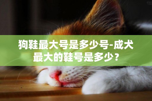 狗鞋最大號是多少號-成犬最大的鞋號是多少？