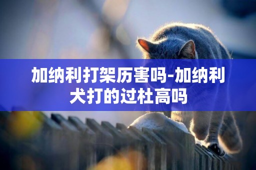 加納利打架歷害嗎-加納利犬打的過杜高嗎