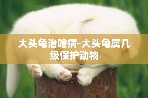 大頭龜治啥病-大頭龜屬幾級保護動物