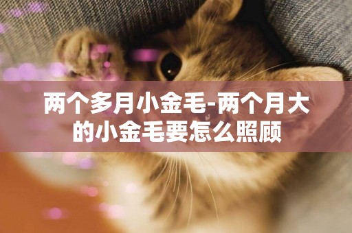 兩個多月小金毛-兩個月大的小金毛要怎么照顧