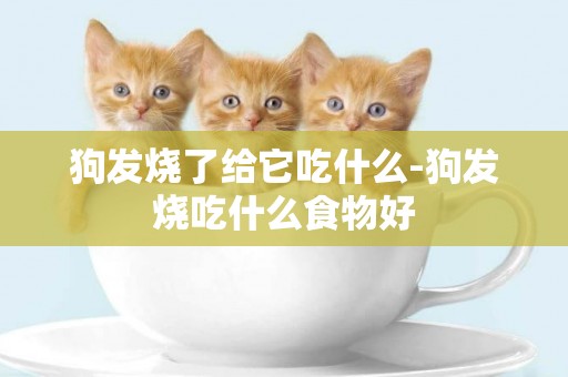 狗發燒了給它吃什么-狗發燒吃什么食物好