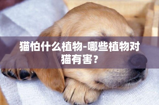 貓怕什么植物-哪些植物對貓有害？