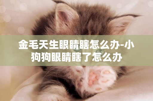 金毛天生眼睛瞎怎么辦-小狗狗眼睛瞎了怎么辦