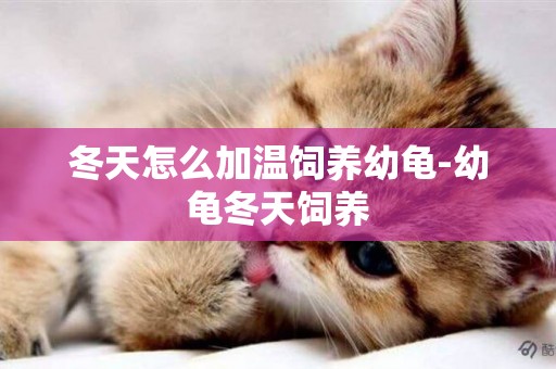 冬天怎么加溫飼養幼龜-幼龜冬天飼養
