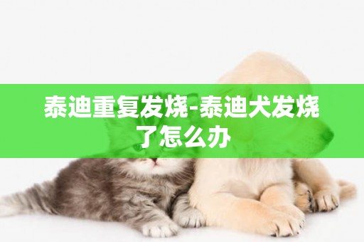 泰迪重復發燒-泰迪犬發燒了怎么辦