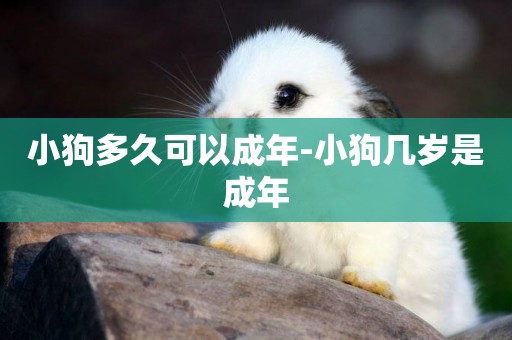 小狗多久可以成年-小狗幾歲是成年