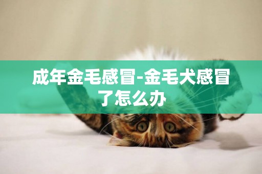 成年金毛感冒-金毛犬感冒了怎么辦