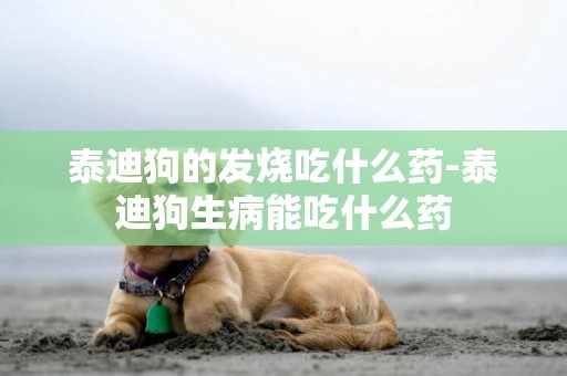 泰迪狗的發燒吃什么藥-泰迪狗生病能吃什么藥