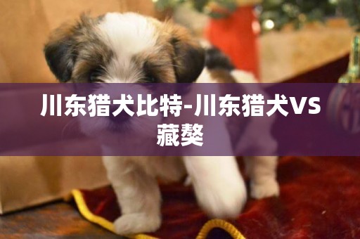川東獵犬比特-川東獵犬VS藏獒