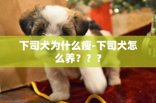 下司犬為什么瘦-下司犬怎么養？？？
