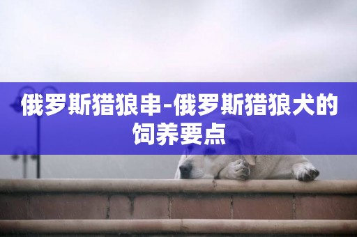俄羅斯獵狼串-俄羅斯獵狼犬的飼養要點