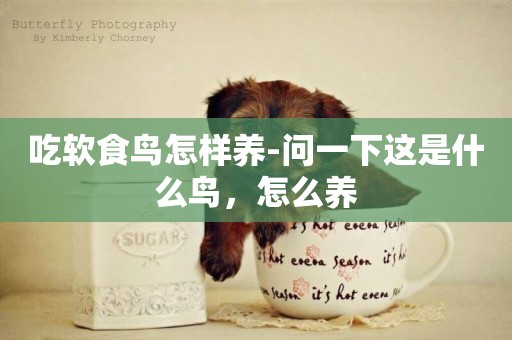 吃軟食鳥怎樣養-問一下這是什么鳥，怎么養
