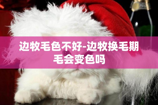 邊牧毛色不好-邊牧換毛期毛會變色嗎