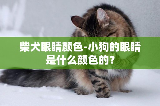 柴犬眼睛顏色-小狗的眼睛是什么顏色的？