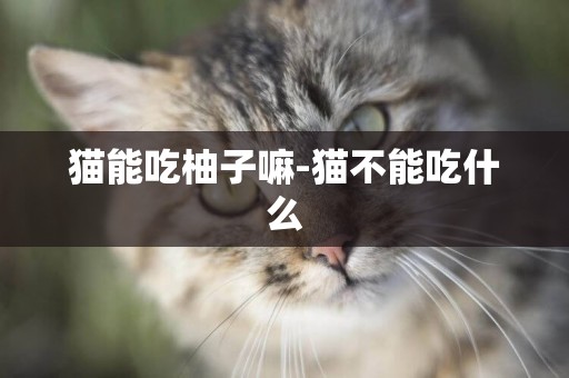 貓能吃柚子嘛-貓不能吃什么