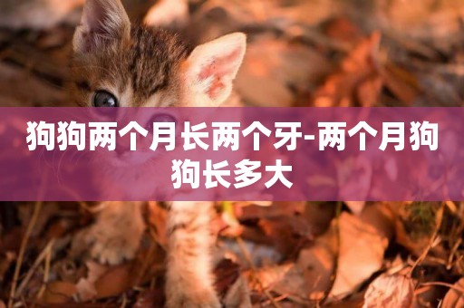 狗狗兩個月長兩個牙-兩個月狗狗長多大