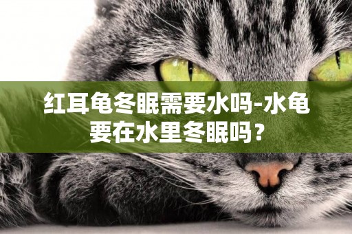 紅耳龜冬眠需要水嗎-水龜要在水里冬眠嗎？