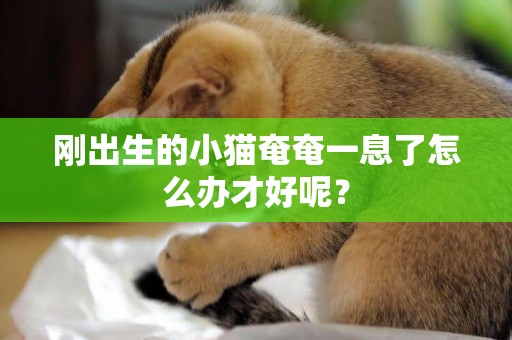 剛出生的小貓奄奄一息了怎么辦才好呢？