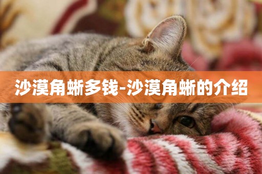 沙漠角蜥多錢-沙漠角蜥的介紹