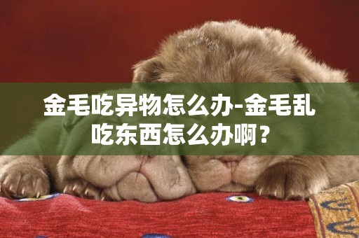 金毛吃異物怎么辦-金毛亂吃東西怎么辦啊？