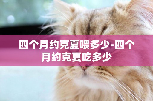 四個月約克夏喂多少-四個月約克夏吃多少