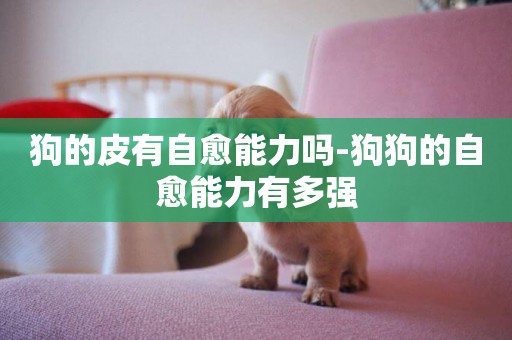 狗的皮有自愈能力嗎-狗狗的自愈能力有多強