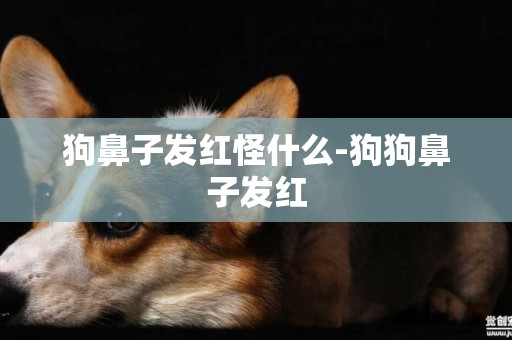狗鼻子發紅怪什么-狗狗鼻子發紅
