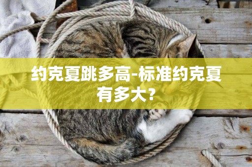 約克夏跳多高-標準約克夏有多大？