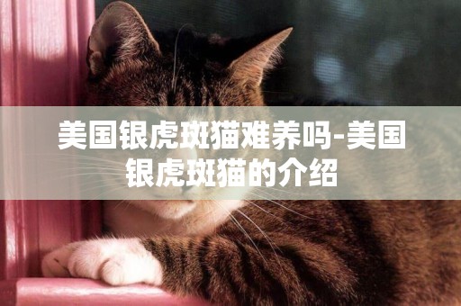 美國銀虎斑貓難養嗎-美國銀虎斑貓的介紹