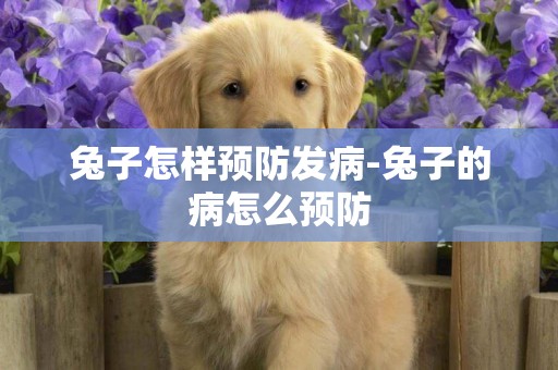 兔子怎樣預防發病-兔子的病怎么預防