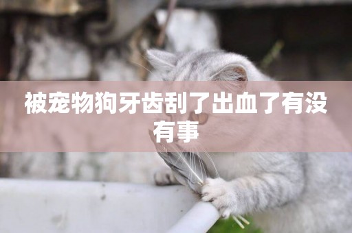 被寵物狗牙齒刮了出血了有沒有事