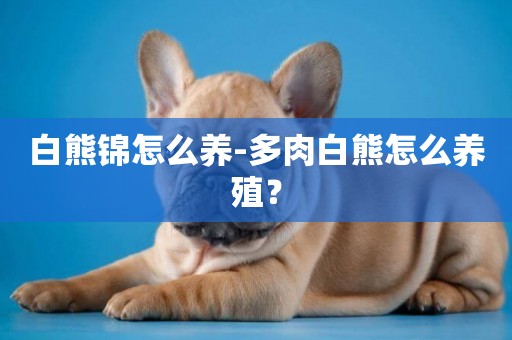 白熊錦怎么養-多肉白熊怎么養殖？