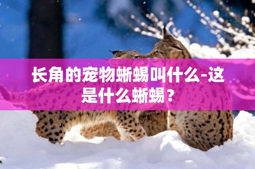 長角的寵物蜥蜴叫什么-這是什么蜥蜴？