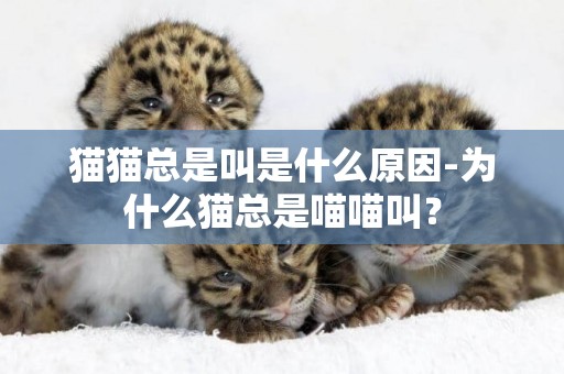 貓貓總是叫是什么原因-為什么貓總是喵喵叫？