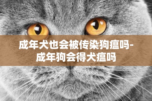 成年犬也會被傳染狗瘟嗎-成年狗會得犬瘟嗎