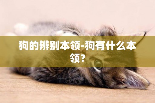 狗的辨別本領-狗有什么本領？