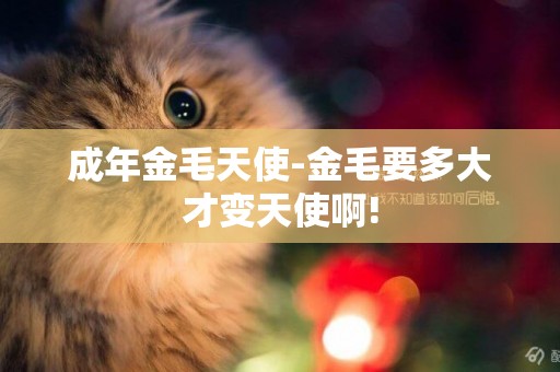 成年金毛天使-金毛要多大才變天使啊!