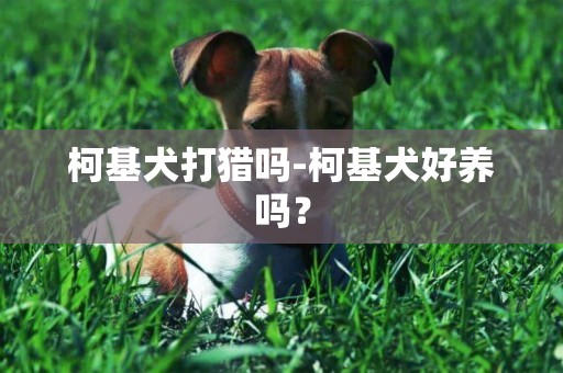 柯基犬打獵嗎-柯基犬好養嗎？