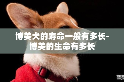 博美犬的壽命一般有多長-博美的生命有多長