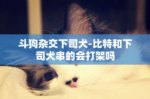 斗狗雜交下司犬-比特和下司犬串的會打架嗎