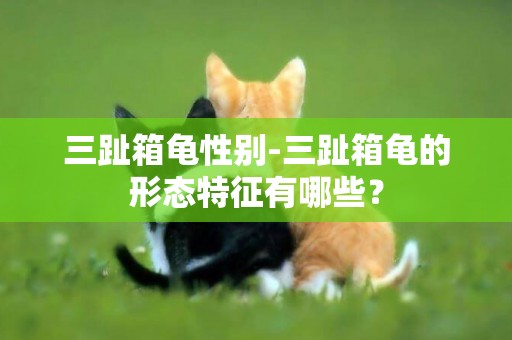 三趾箱龜性別-三趾箱龜的形態特征有哪些？