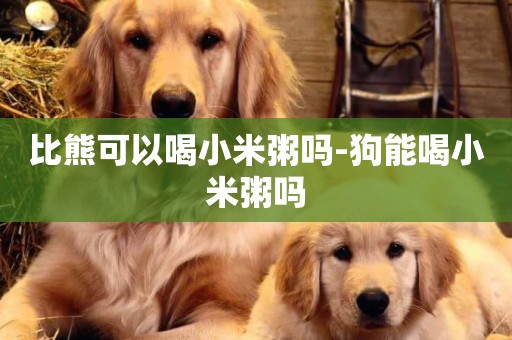 比熊可以喝小米粥嗎-狗能喝小米粥嗎