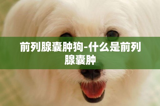 前列腺囊腫狗-什么是前列腺囊腫