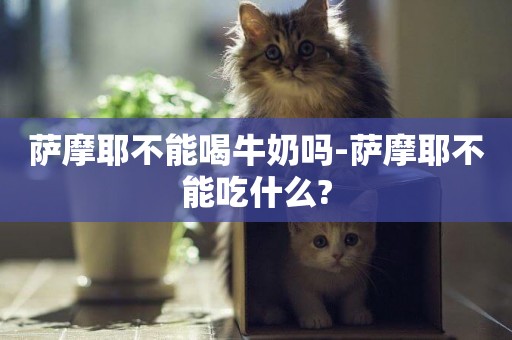 薩摩耶不能喝牛奶嗎-薩摩耶不能吃什么?
