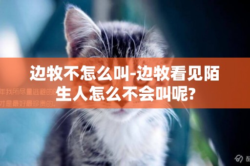 邊牧不怎么叫-邊牧看見陌生人怎么不會叫呢?