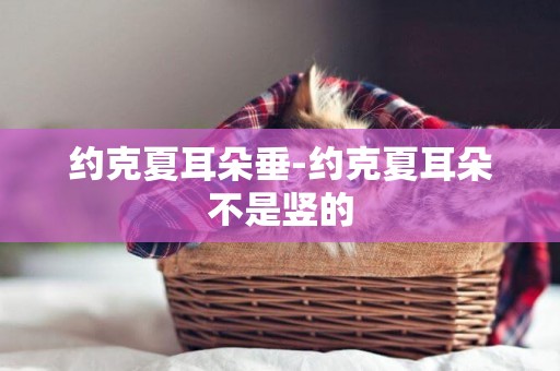 約克夏耳朵垂-約克夏耳朵不是豎的