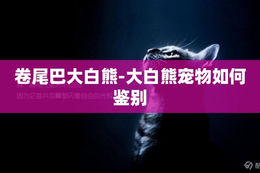 卷尾巴大白熊-大白熊寵物如何鑒別