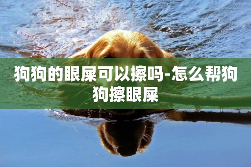 狗狗的眼屎可以擦嗎-怎么幫狗狗擦眼屎